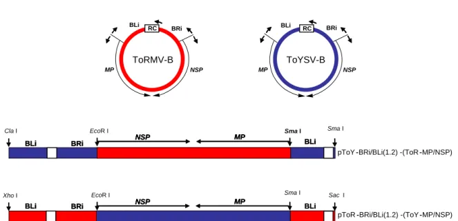 Figura 1. Representação esquemática do DNA-B do ToYSV e ToRMV e dos recombinantes  pToR-BRi/BLi(1.2)-(ToY-MP/NSP) e pToY-BRi/BLi(1.2)-(ToR-MP/NSP)