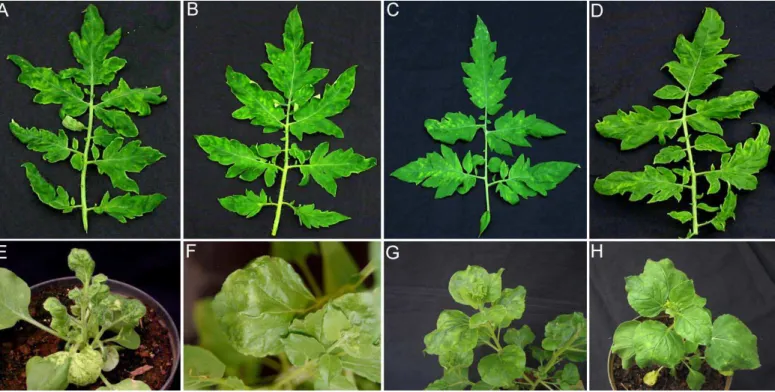 Figura 2. Sintomas induzidos pelo ToYSV, ToRMV e pelos vírus recombinantes em plantas  de tomateiro e Nicotiana benthamiana aos 14 dpi