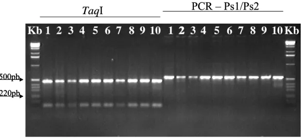 FIG. 4 – PCR-RFLP para detecção de Ralstonia solanacearum. Amplificação realizada  a partir de colônias isoladas, utilizando-se os oligonucleotídeos PS1 (5’ –  AGTCGAACGGCAGCGGGGG - 3’) e PS2 (5’ –  GGGGATTTCACATCGGTCTTGCA - 3’) e clivagem com enzima TaqI