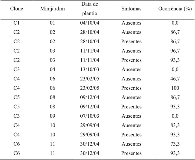 Tabela 1 - Ocorrência de infecções de Ralstonia solanacearum em minicepas de clones  de eucalipto em diferentes minijardins e quanto à presença ou ausência de  sintomas externos 