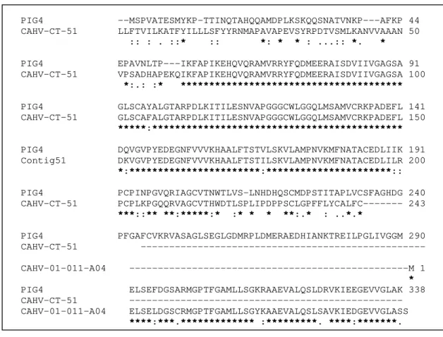 Figura 9. Alinhamento pelo programa ClustalW2 das sequências deduzidas de  aminoácidos do produto da tradução do clone CAHV-CD-01-011-A04 e do  contig CAHV-CT-51, quando comparadas com as sequências de  aminoácidos da proteína PIG4 de  Uromyces fabae , que