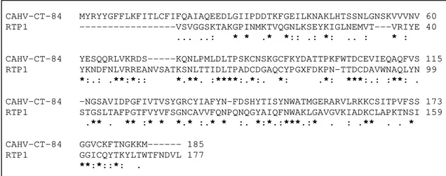 Figura 10. Alinhamento pelo programa ClustalW2 das sequências deduzidas de  aminoácidos do produto da tradução do contig CAHV-CT-84 quando  comparada com a sequência de aminoácido da proteína RTP1 de 