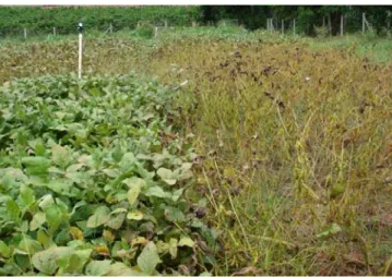 Figure 3 – Early defoliation in soybean caused by Asian Soybean Rust (ASR)  – on the left treatment with three tebuconazole sprays and on the  right, control with no spray