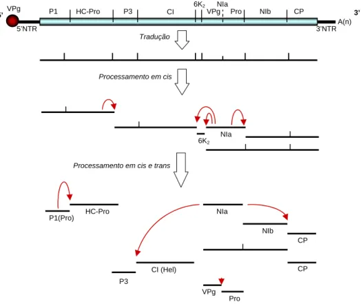 Figura 1. Representação esquemática da organização e expressão do genoma de um potyvírus