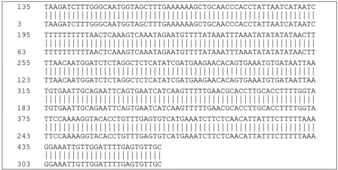 Figura 2. Alinhamento das seqüências da região ITS do gene do RNA ribossomal  de  P. pachyrhizi depositada no NCBI (Acesso AF333499 na linha  superior) e a seqüência do isolado PPUFV01 (linha inferior), mostrando  100% de identidade de nucleotídeos