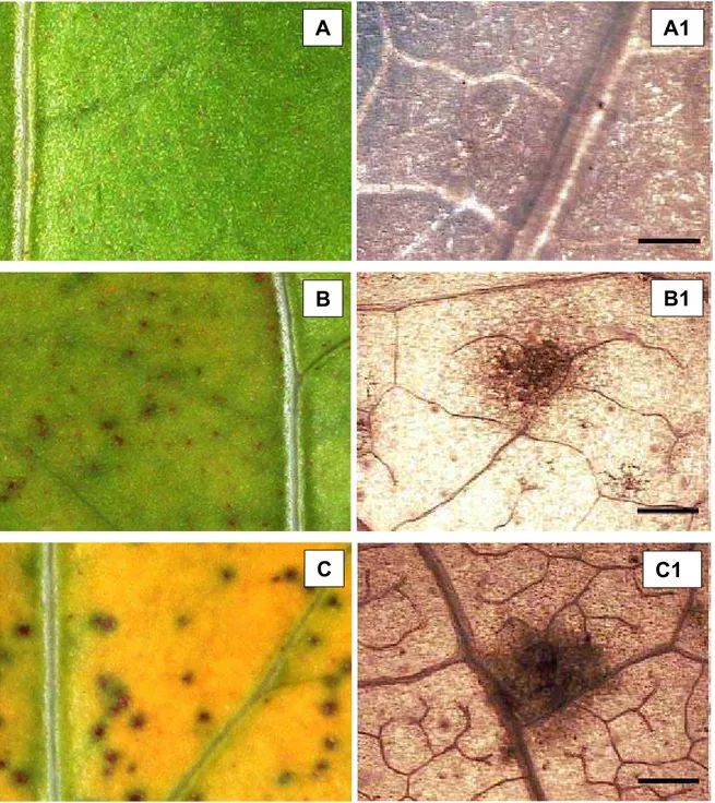 Figura 3. Reações identificadas nos genótipos de feijão-caupi (Vigna  unguiculata) em resposta a infecção pelo isolado monospustular  PPUFV01 de P