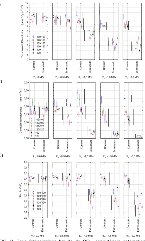 FIG. 2. Taxa fotossintética líquida de CO 2 , condutância estomática e razão  entre concentração de CO 2  interna e externa (C i /C a ) à folha, em plantas de  Coffea canephora enxertadas e não enxertadas