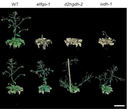 Figure  8.  Phenotype of 6-week-old, long-day-grown  Arabidopsis  mutants and wild 