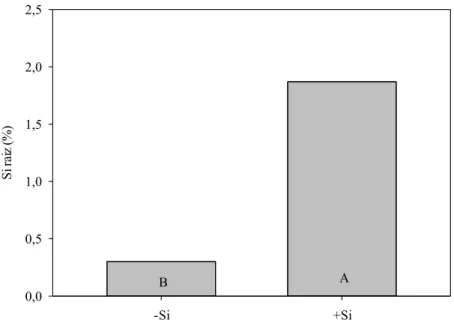 Figura 1. Concentração de Si (% da massa seca) na raiz de plantas de arroz fertilizadas  (+Si)  ou  não  (-Si)  com  Si  aos  30  dias  após  o  transplantio  (n  =  6  ±  EP)