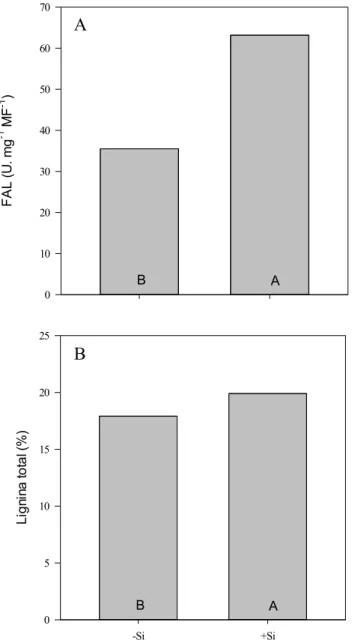 Figura 6. Atividade da fenilalanina amônia liase (FAL) (A) e acúmulo de lignina total  (B)  em  raízes  de  arroz  fertilizadas  sem  (-Si)  e  com  Si  (+Si)  aos  30  dias  após  o  transplantio  (n  =  6  ±  EP)