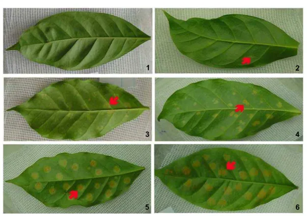 Figura 1. Sintomas da ferrugem alaranjada do cafeeiro (H. vastatrix Berk. &amp; Br) em folhas  de populações derivadas do Híbrido de Timor UFV-427-15 inoculadas com a raça  II