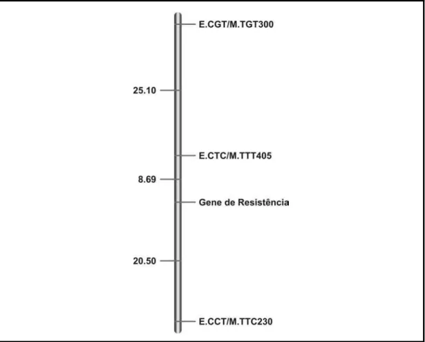 Figura 5. Mapa de ligação contendo as posições dos marcadores AFLP identificados e as  suas distâncias (cM) entre si e entre o gene de resistência à ferrugem  alaranjada do cafeeiro
