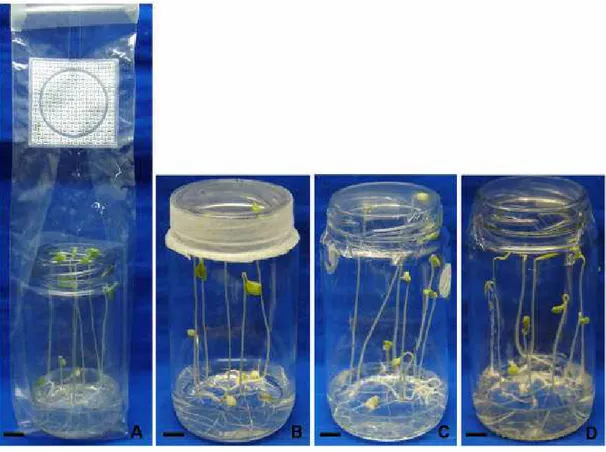 Figura  2:  Influência  de  diferentes  tipos  de  vedação  na  germinação  de  sementes  de  maracujá  in  vitro,  aos  15  dias  de  cultivo  in  vitro  A
