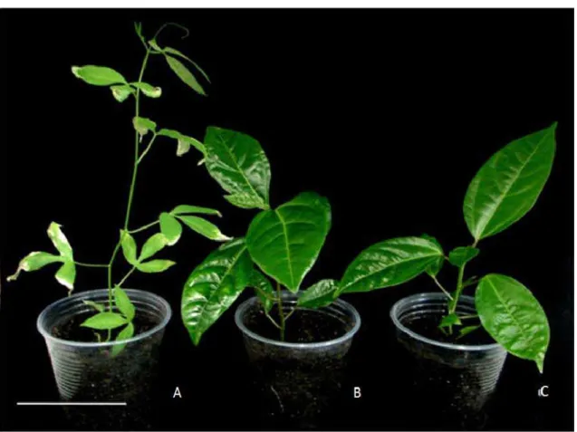 Figura  6:  Plantas  aclimatizadas,  aos  120  dias,  advindas  da  organogênese  in 