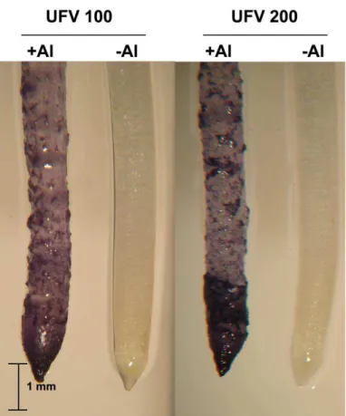 Figura  3  -  Detecção  de  Al  na  raiz  principal  de  milho  (genótipos  UFVM  100  e 
