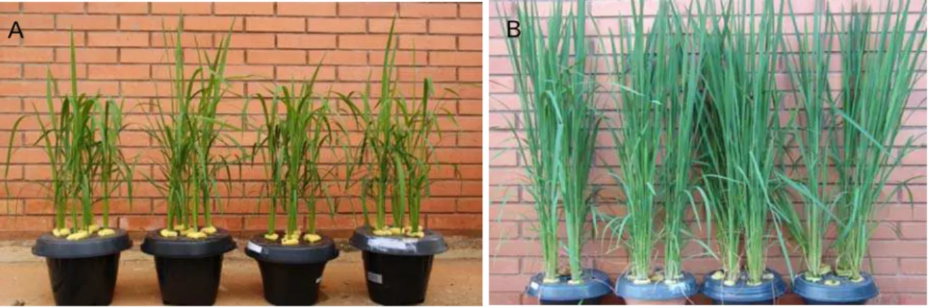 Figura 1: E feito do silício na arquitetura de plantas de arroz (Oryza sativa L. subsp