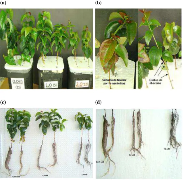 Figura  3  -  Efeito  da  aplicação  de  FeEDTA  sobre  o  crescimento  e  aspectos  morfológicos  de  plantas  jovens  de  Eugenia  uniflora,  45  dias  após  a  aplicação dos tratamentos