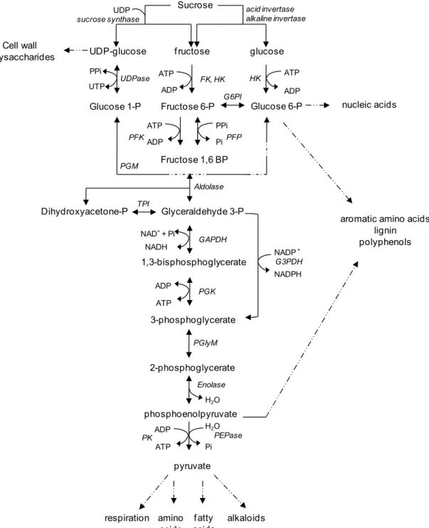 Fig. 1. Schematic representation of glycolysis, including the enzymes that  provide substrates for the pathway and the biological compounds  synthesized from the pathway
