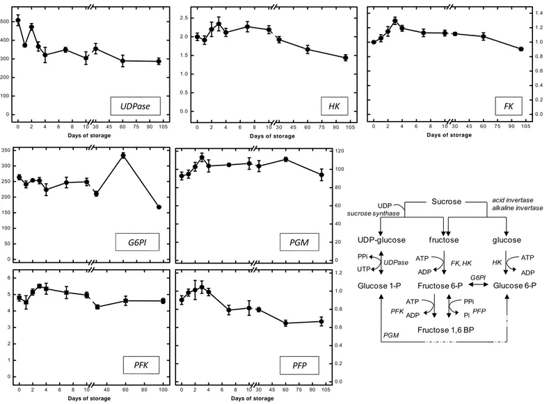 Fig. 3.  Enzymatic activities (µmol min -1  g -1  protein) of UDP-glucose pyrophosphorylase (UDPase), hexokinase (HK), fructokinase (FK), phosphoglucose  isomerase (G6PI), phosphoglucose mutase (PGM), ATP-dependent phosphofructokinase (PFK), pyrophosphate-