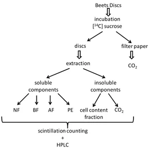 Fig. 1. Representative scheme of the separation and scintillation counting of soluble  components (neutral fraction - NF; basic fraction - BF; acidic fraction - AF; and  phosphoester - PE) and insoluble components (cell wall contains fraction and  CO 2 ).
