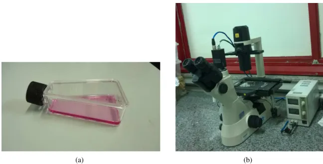 Figura 2.1: a) Fotografia de uma das garrafas que foram utilizadas para manter as células em cultura; b) Fo- Fo-tografia do microscópio utilizado para obteção das imagens: Modelo Nikon TS 100, equipado com uma objetiva de 10× e uma câmera CCD (JAI CM 140 G