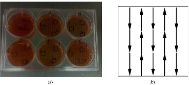 Figura 3.3: a) Exemplo da placa de seis poços onde as células das linhagens B16F10 e NIH3T3 foram cultivadas nos novos experimentos de agregação celular