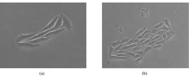 Figura 3.4: Imagens de agregados da linhagem B16F10 após a) 72h e b) 120h de plaqueamento.