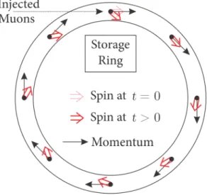 Figure 4.1: Muon spin-precession due to the anomalous magnetic moment.