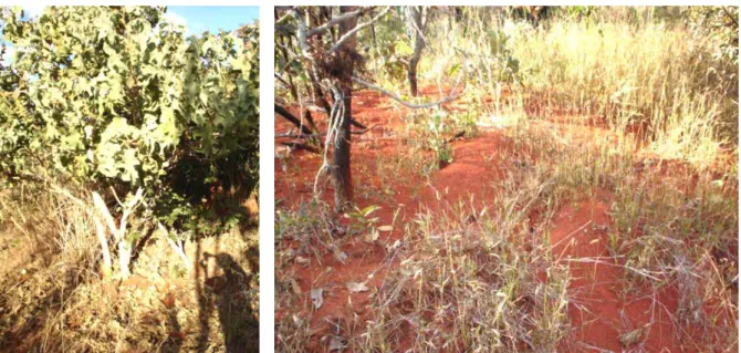 Fig. 01 - Espécies vegetais escolhidas para análise foliar. Indivíduos de lobeira, Solanum 