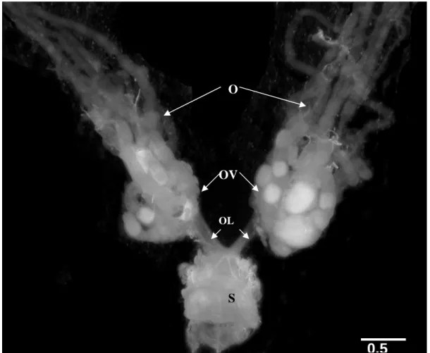 Fig.  8:  Estrutura  parcial  do  aparelho  reprodutor  feminino  de  Acromyrmex  ameliae