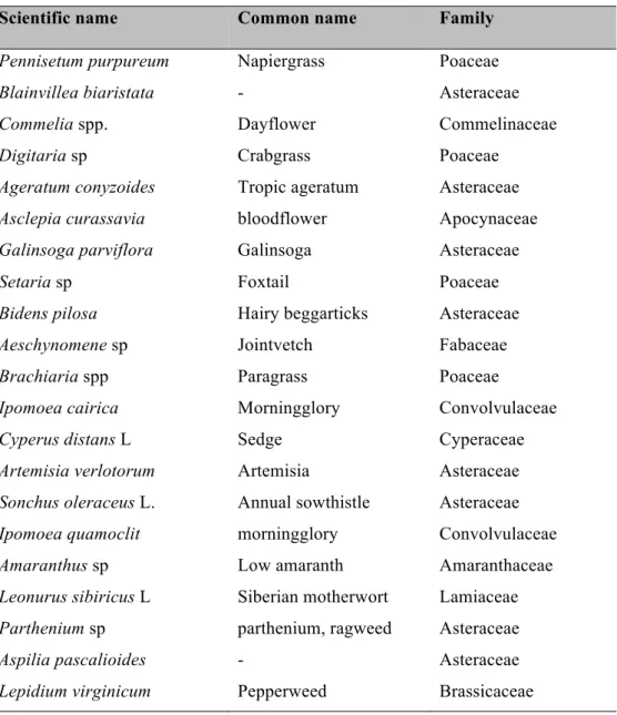 Table 1. Abundant non-crop plants associated with chili pepper fields in Oratórios, state of 