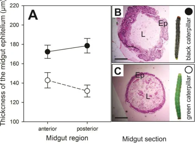 Fig. 1. Morphometry and structure of the ve lvetbean caterpillars’ midgut changing  according to phenotypes