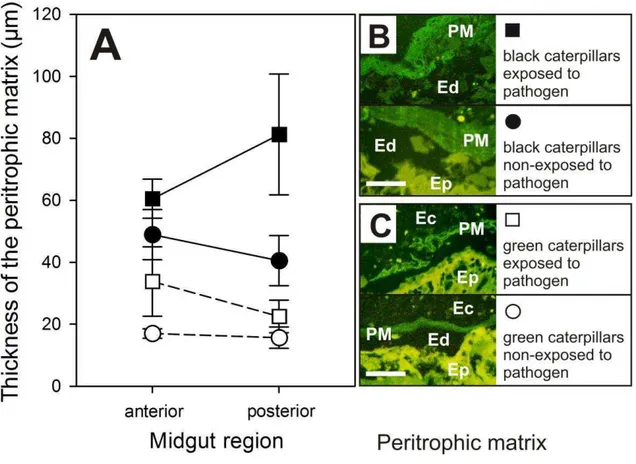 Fig. 2. Morphometry and structure of the velvetbean c aterpillars’ peritrophic  matrix changing according to phenotypes
