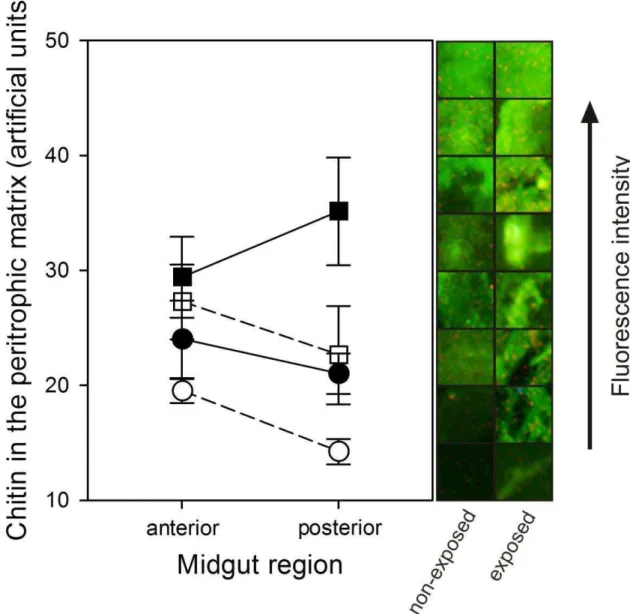 Fig. 3. Chitin in the velvetbean caterpillars’ peritrophic matrix analyzed by 