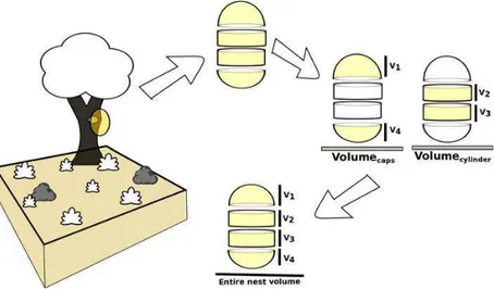 Fig. 1 Nest volumes were calculated by summing the volumes of cylinders and hemispherical caps into which the nest was visually decomposed