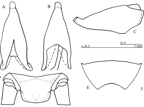 Fig. 3 – P. arenita sp. nov. Female copulatory papilla. A. dorsal, B. ventral and C. lateral views.