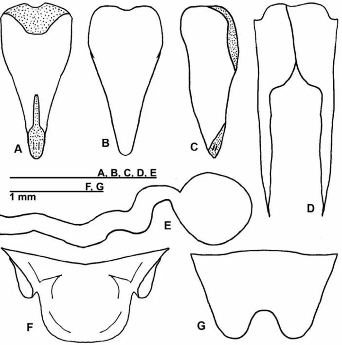FIGURE 3. Female copulatory papilla of Izecksohniella almeidai sp. nov. in (A) dorsal, (B) ventral and (C) lateral  views; (D) Median valve of the ovipositor; (E) Spermatheca; (F) Supra-anal plate and (G) Subgenital plate