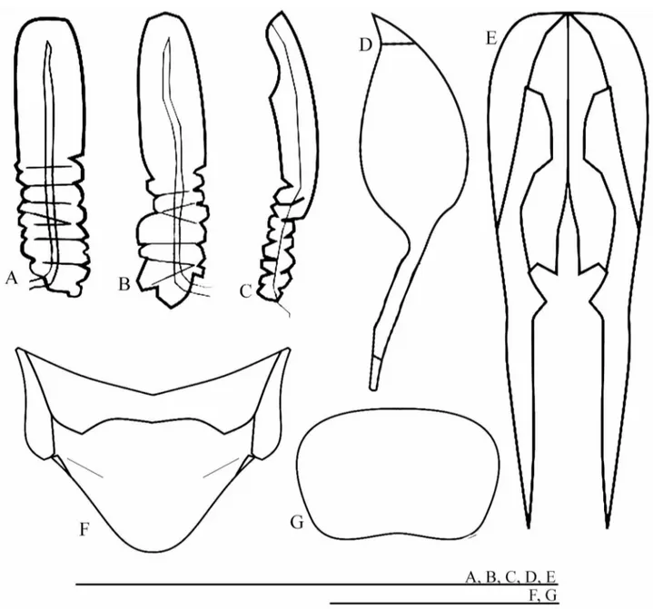 FIGURE 9. Female copulatory papilla of Joadis mesai gen. nov et sp. nov. in (A) dorsal, (B) ventral and (C) lateral  views; (D) Median valve of the ovipositor; (E) Spermatheca; (F) Supra-anal plate and (G) Subgenital plate