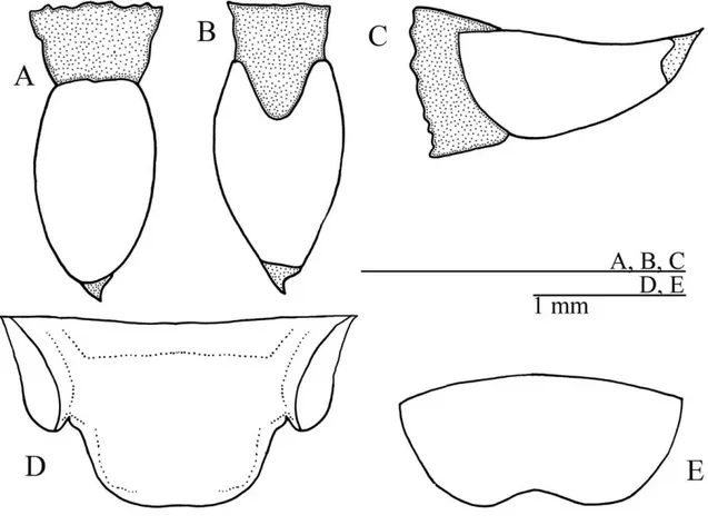 FIGURE  5.  Female  copulatory  papilla  of  Mellopsis  zefae  sp.  nov.  in  (A)  dorsal,  (B)  ventral and (C) lateral views; (D) Supra-anal plate and (E) Subgenital plate