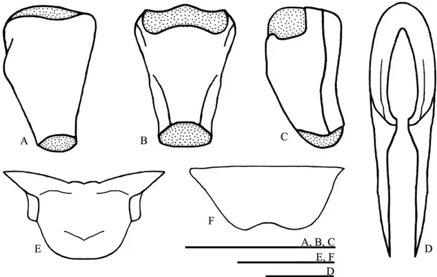 FIGURE  8.  Female  copulatory  papilla  of  Guabamima  lopesandradei  sp.  nov.  in  (A)  dorsal, (B) ventral and (C) lateral views; (D) Median valve of the ovipositor; (E)  Supra-anal plate and (F) Subgenital plate