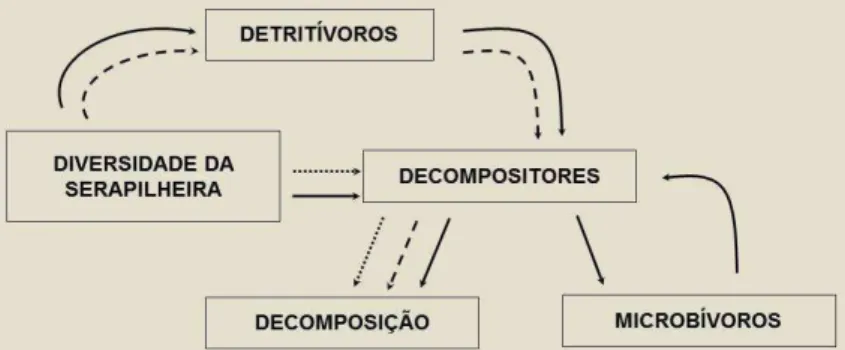 Figura  3:  fluxograma  simplificado  da  teia  trófica  edáfica 