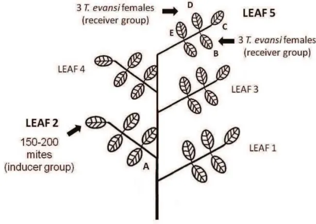 Figure  2  -  Schematic  drawing  (adapted  from  Stout  et al.,  1996a)  of  a  tomato  plant with 5 fully expanded leaves