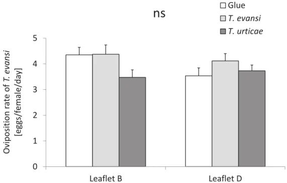 Figure 3 – Oviposition of T. evansi on induced leaflets close to the damaged  leaflet