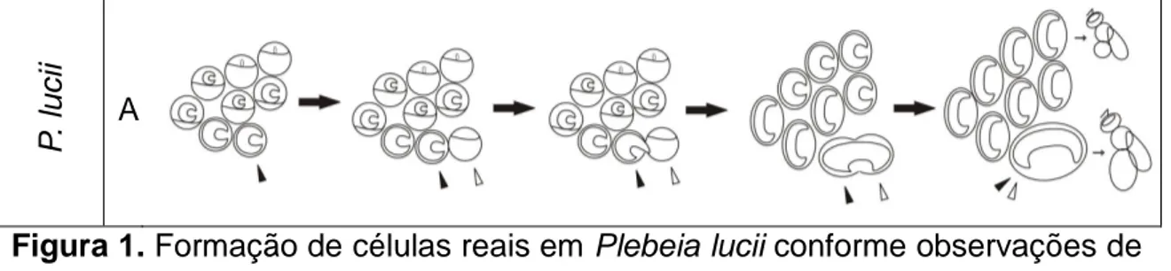 Figura 1. Formação de células reais em Plebeia lucii conforme observações de  (Teixeira  2007)