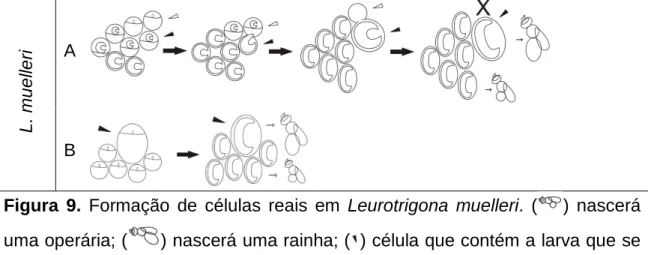 Figura  9.  Formação  de  células  reais  em  Leurotrigona  muelleri.  ( )  nascerá  uma operária; ( ) nascerá uma rainha; ( ) célula que contém a larva que se  tornará rainha; ( ) segunda célula envolvida no processo; ( ) sinaliza que uma  célula foi desm