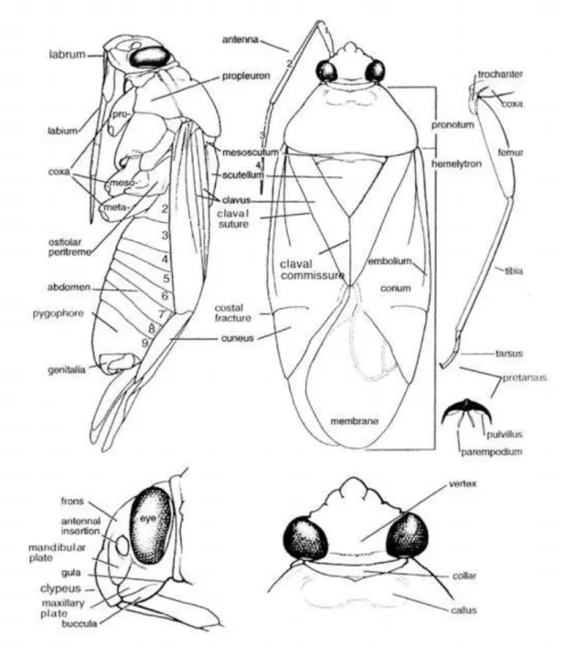 Figura 1: Morfologia geral de Miridae (modificado de Schuh &amp; Slater 1995). 