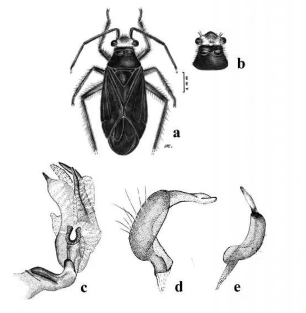 Figure 1: Prepops cangussuensis sp. n., male, holotype; a, dorsal view; b, head and pronotum (illustration  by Luiz A