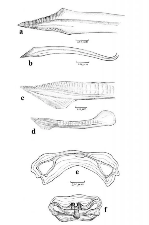 Figure 2: Female genitalia of Prepops cangussuensis sp. n. Anterior gonapophyses, a, apex detailed, b,  complete view