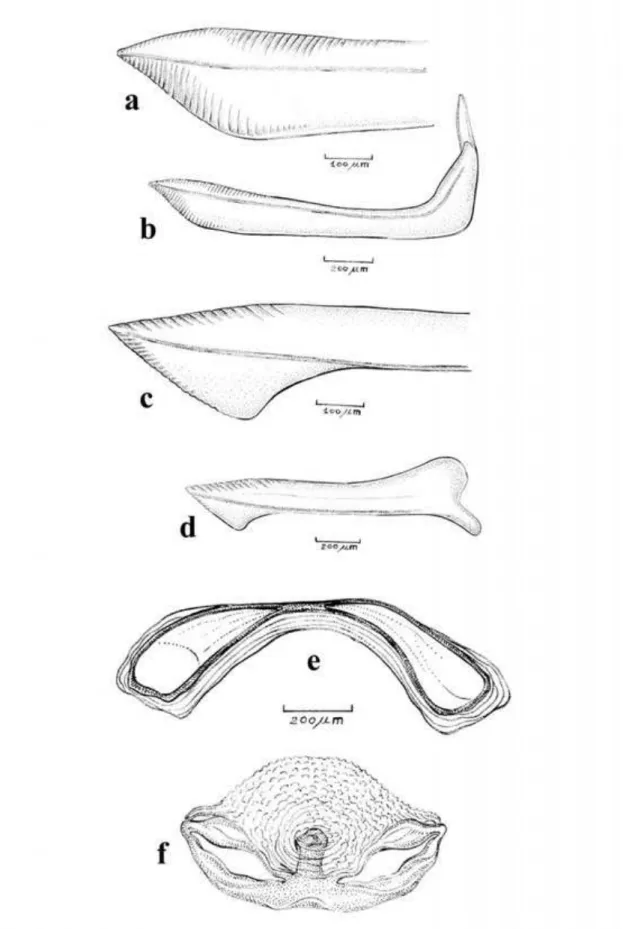 Figure  3:  Female  genitalia  of  Prepops  catamarcanus  Carvalho,  1988 .   Anterior  gonapophyses,  a,  apex 
