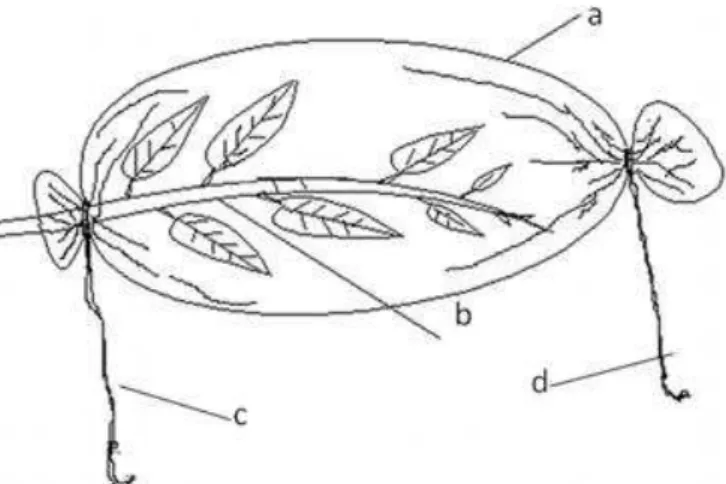 Figura  1  -  Esquema  de  criação  em  sacos  de  organza.  Legenda:  a=  saco  de  organza;  b=  planta;  c=  abertura de fixação à planta; d= abertura de manipulação